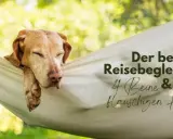Hotel mit Hund finden: Tipps für Ihren perfekten Urlaub