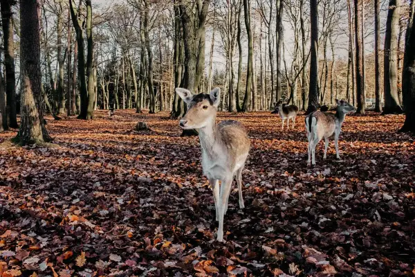 Wildpark Schwarze Berge: Alle Infos für Ihren perfekten Besuch